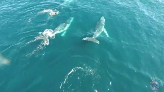 Juntos podemos fazer a diferença.Junte-se ao voluntário de conservação de baleias MARRONS e HHR (Gold Coast)