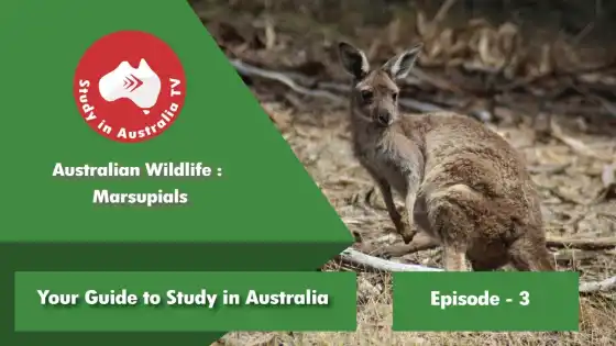 Ep 3: Marsupiali selvatici australiani