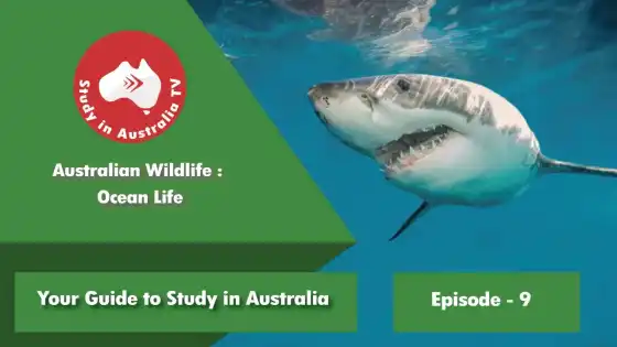 Folge 9: Australische Tierwelt im Ozean