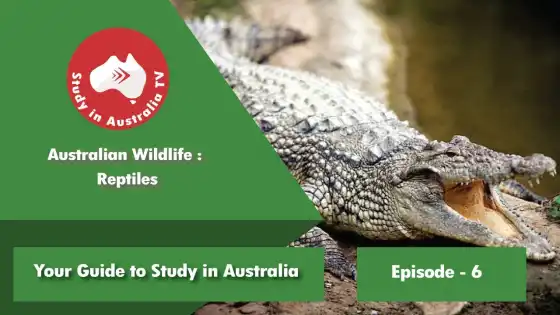 第 6 集：澳大利亚野生爬行动物