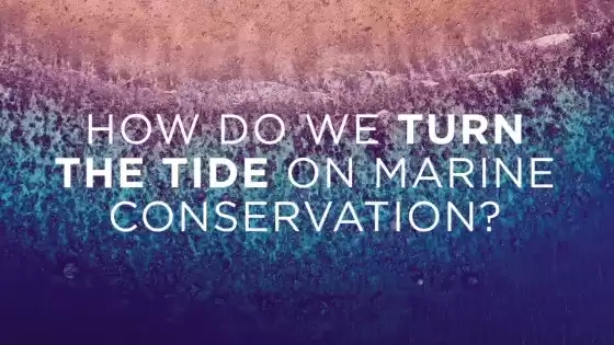 Làm thế nào để chúng ta xoay chuyển tình thế bảo tồn biển?(phụ đề)