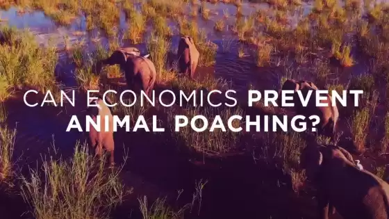 ¿Puede la economía prevenir la caza furtiva de animales?