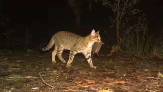 Counting animals with camera traps